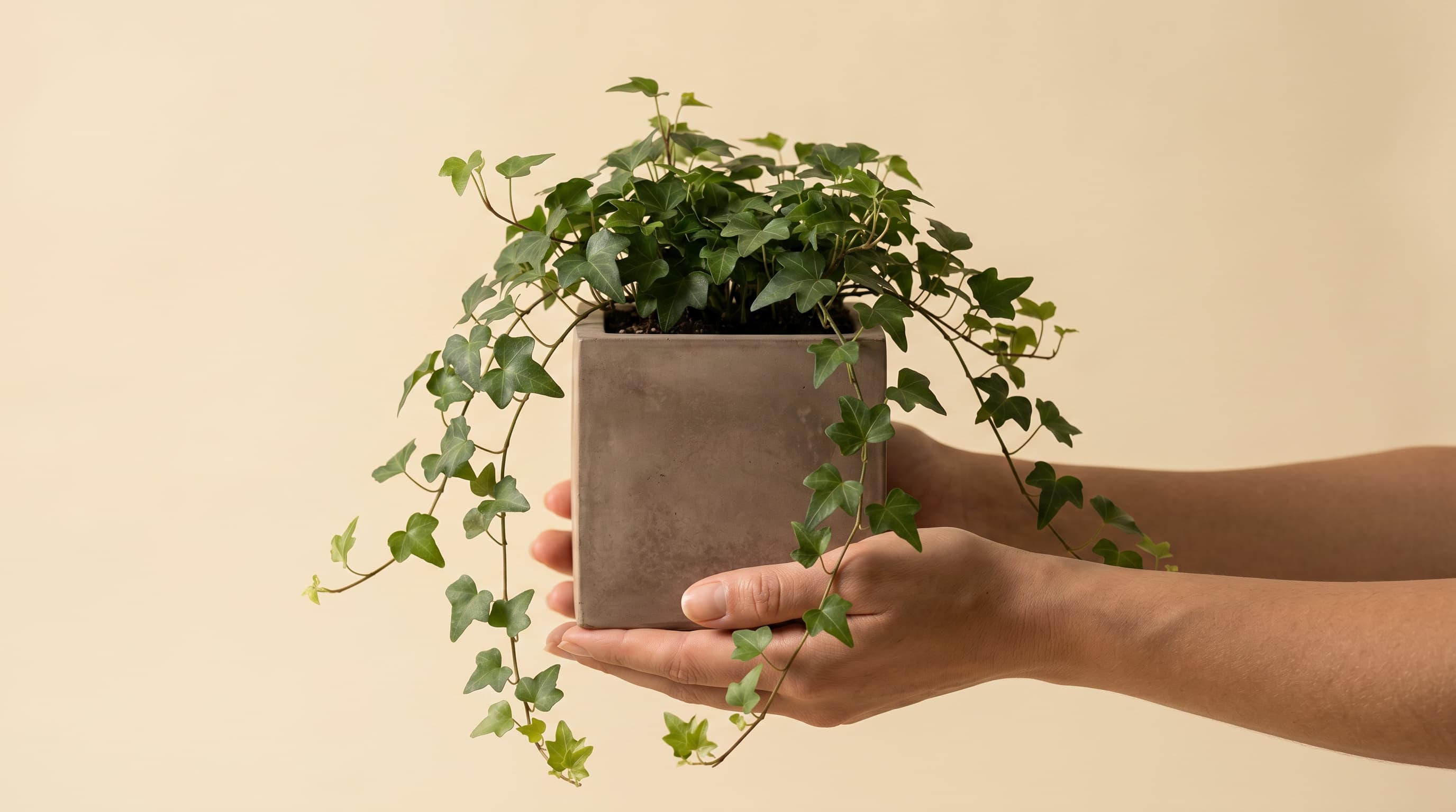 A hand-cast taupe concrete cube vessel with mature ivy trailing from it, cradled in both of Rafaella's hands