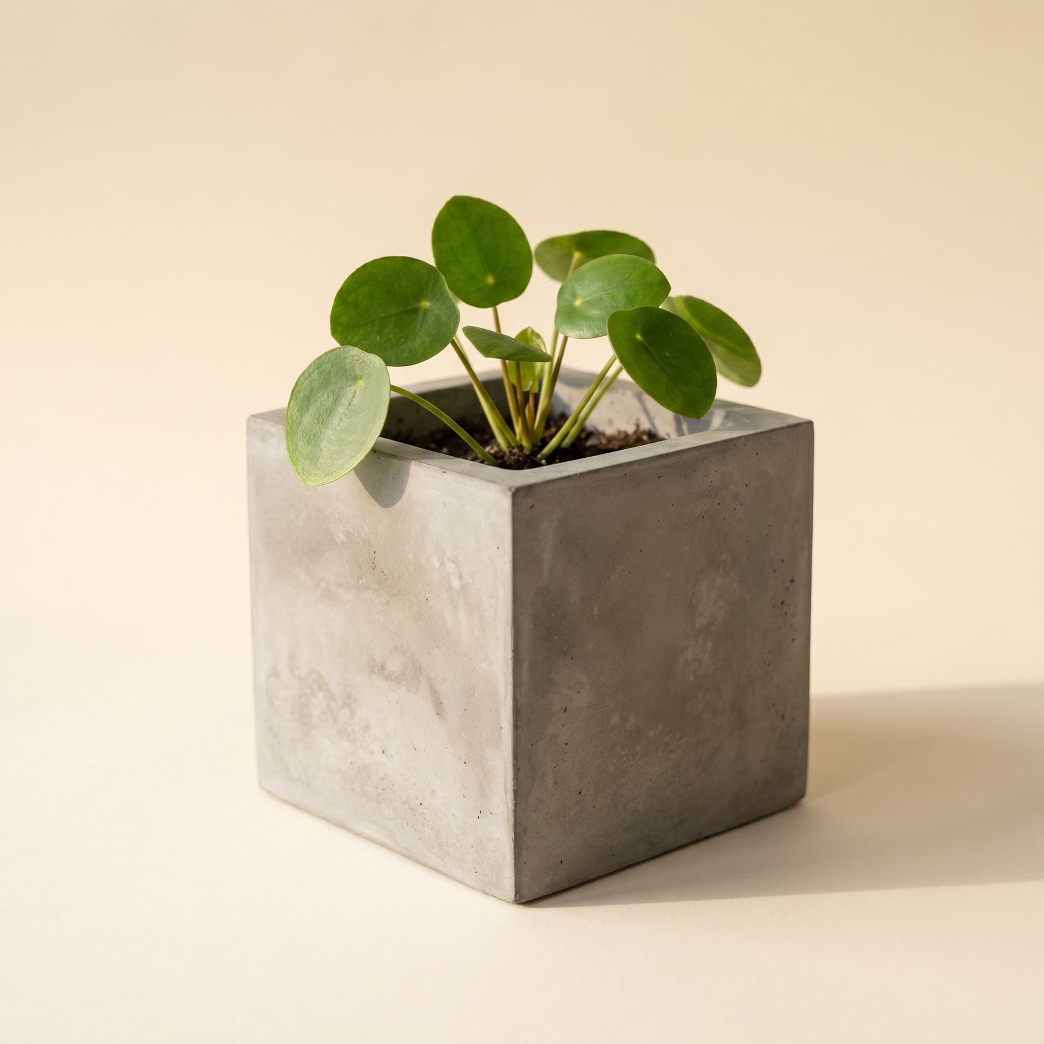 Grey cube vessel with juvenile pilea