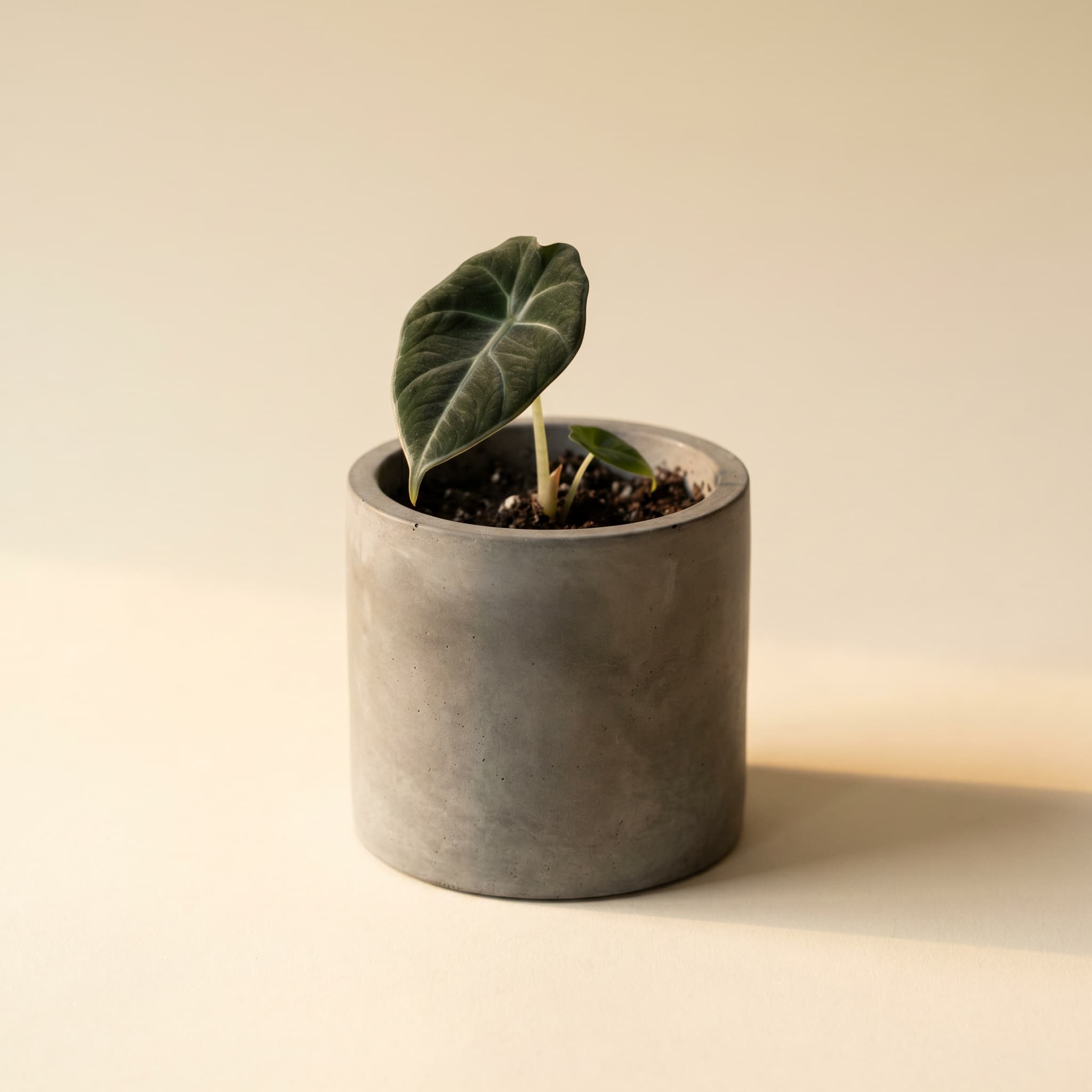 Small grey cylinder with juvenile alocasia