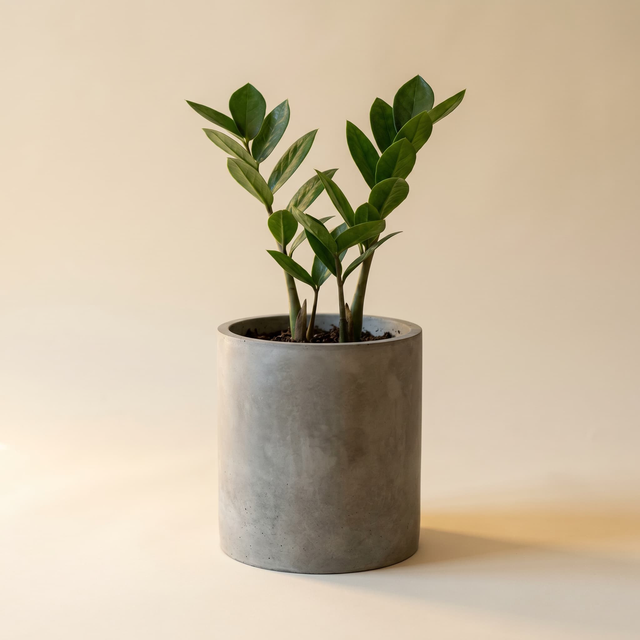 Tall grey cylinder with young ZZ plant