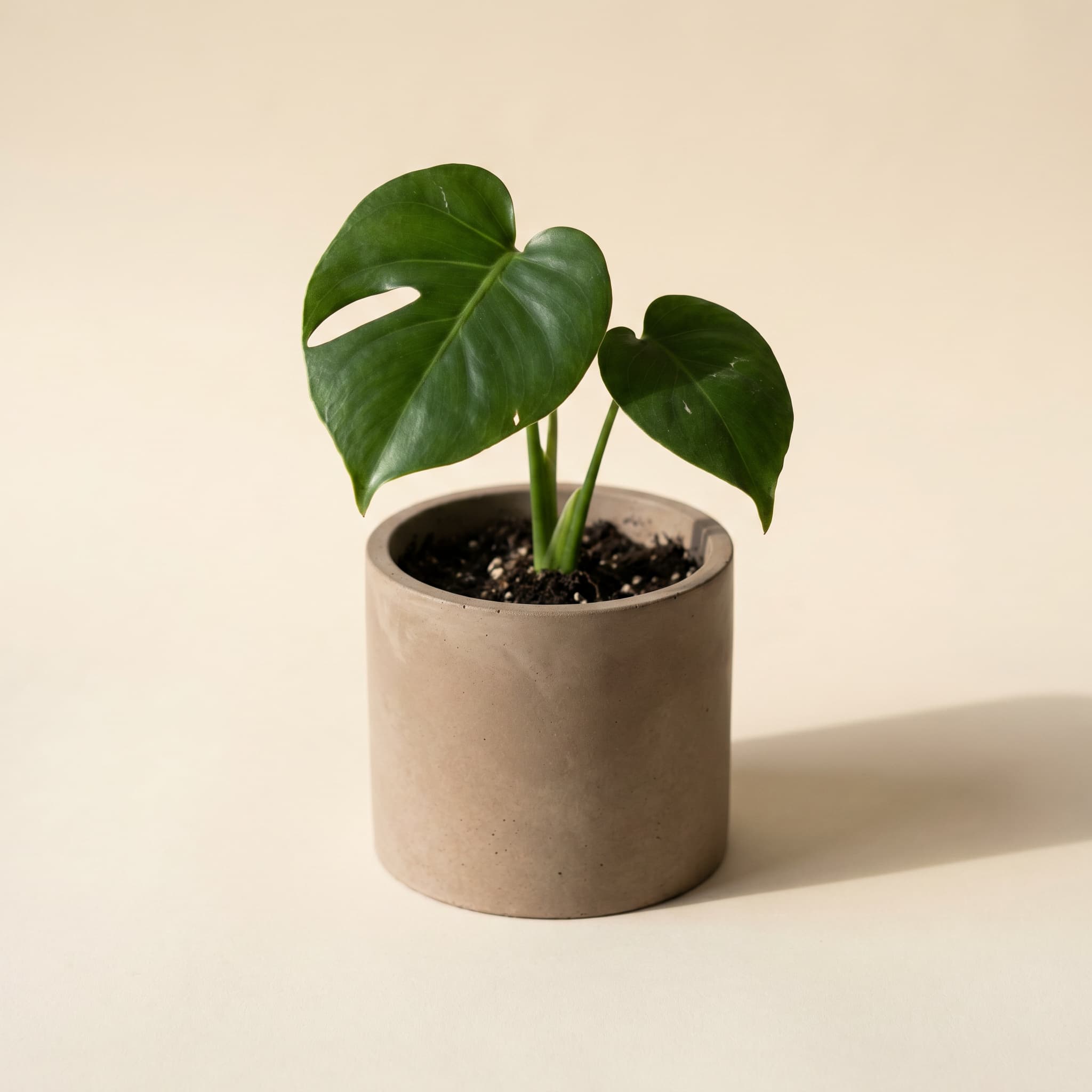 Small taupe cylinder with juvenile monstera