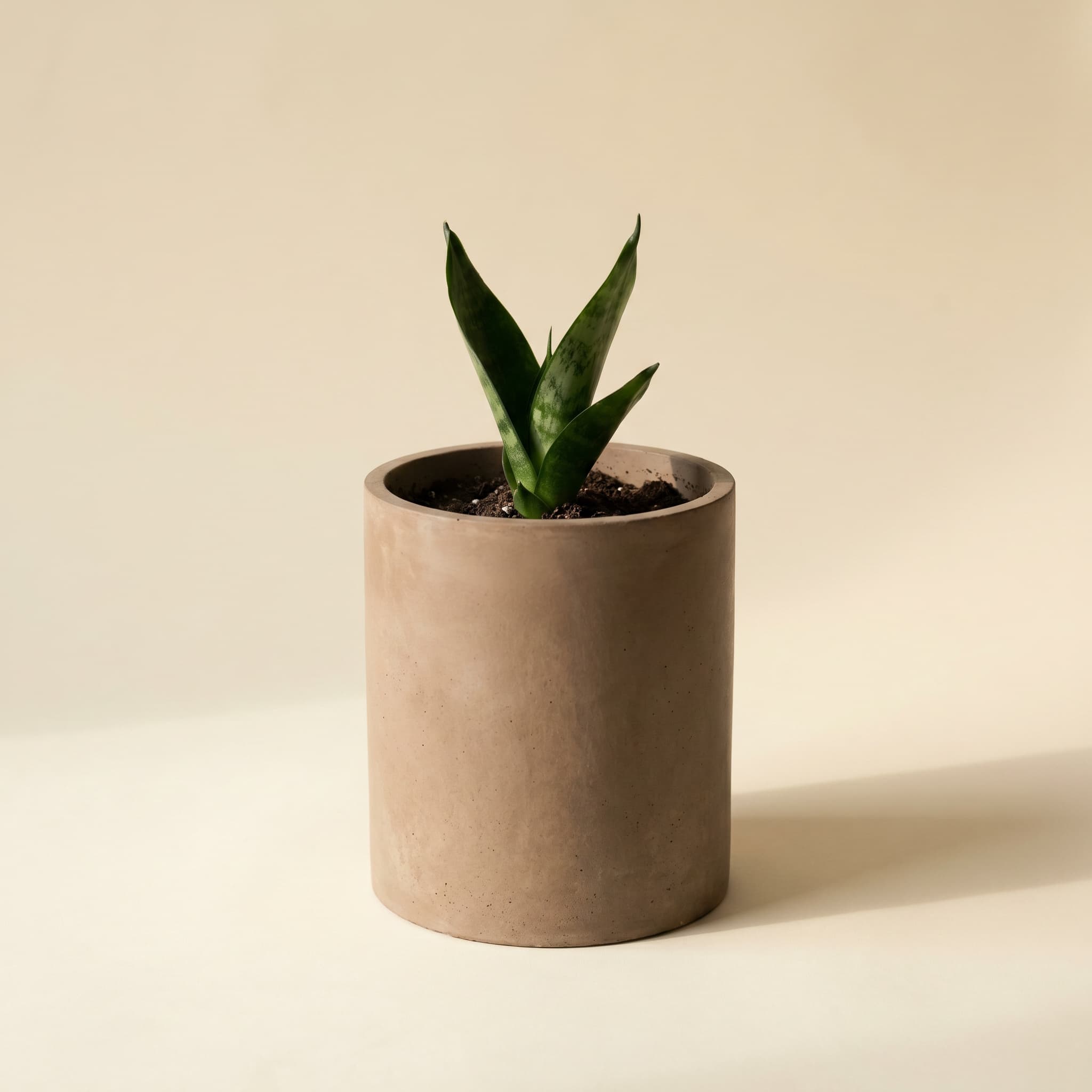 Tall taupe cylinder with young sansevieria