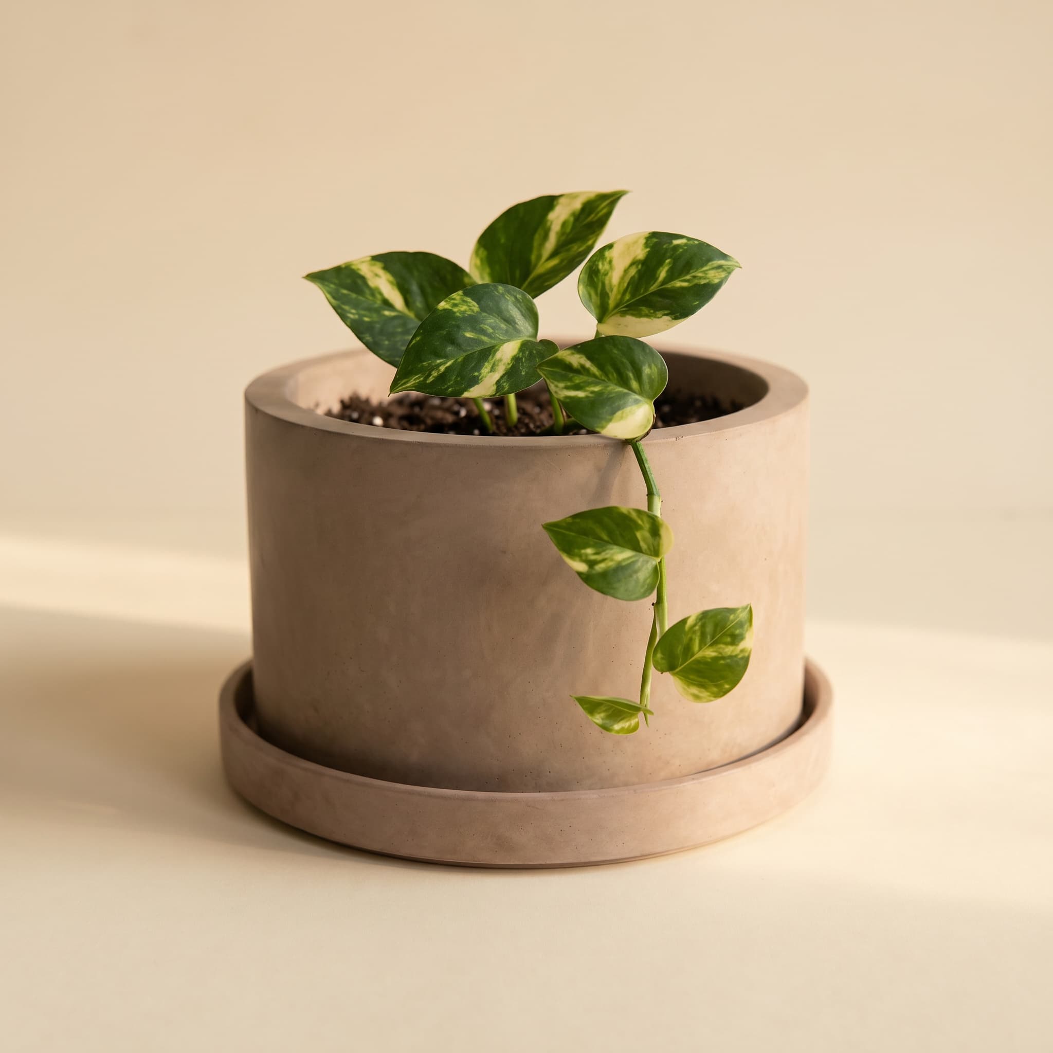 Wide taupe vessel set with juvenile pothos